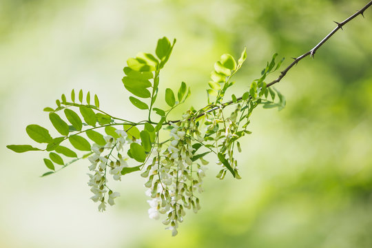 Black Locust, Robinia pseudoacacia