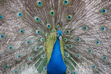 Obraz premium Peacock in the peacock forest Plaka Kos on the island of Kos in Greece