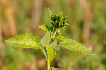 New yellow sunflower on the season meadow