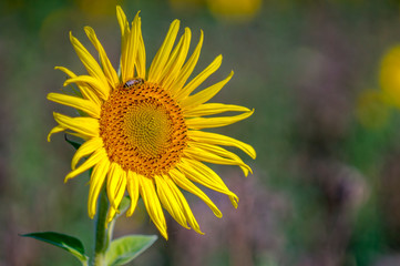 Obraz premium New yellow sunflower on the season meadow