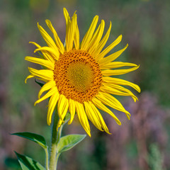 New yellow sunflower on the season meadow