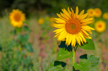 New yellow sunflower on the season meadow