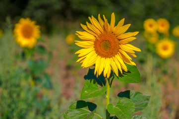 New yellow sunflower on the season meadow