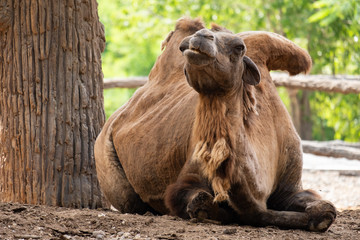 Bactrain camel