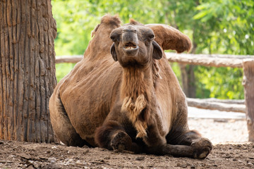 Fototapeta na wymiar Bactrain camel