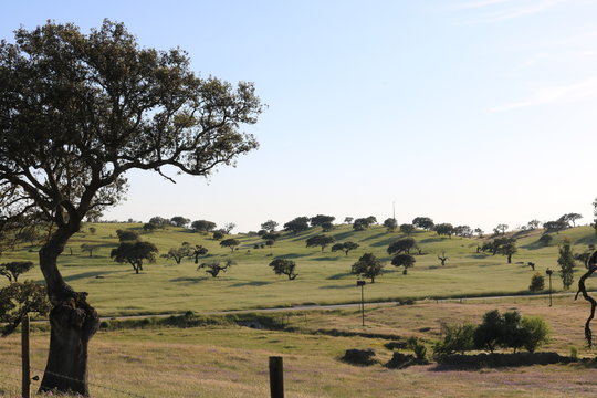 Campo de sobreiros no Alentejo, Portugal