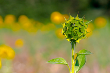 New yellow sunflower on the season meadow