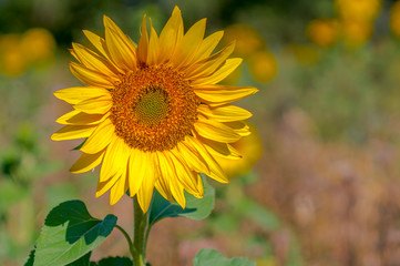 New yellow sunflower on the season meadow