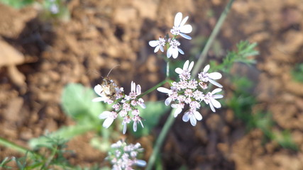 bee on a flower
