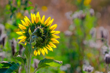 New yellow sunflower on the season meadow