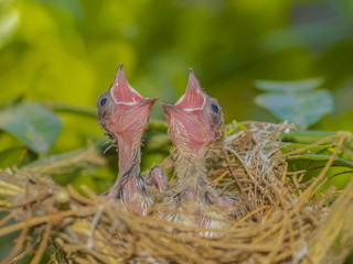 Two hungry Baby bird in the nest of Streak-eared bulbul (Pycnonotus blanfordi) with green nature blurred background.