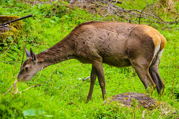 Naklejka na ściany i meble A young roe deer eating fresh green grass.