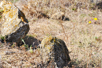 Old weathered stones covered with yellow lichens and brown moss among steppe dried grass. Picturesque fall landscape near Kuyalnik liman salt lake in Odessa region of Ukraine. Wild nature background.