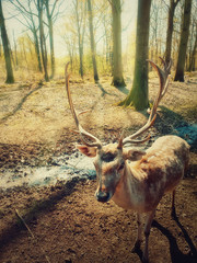 Beautiful wild forest scene as the morning spring sun shine through the trees and a fairytale deer stag walks carefully.