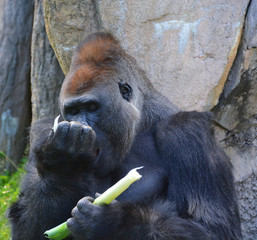 Silver back gorillas are ground-dwelling, predominantly herbivorous apes that inhabit the forests...