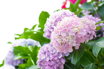 Obraz premium Pink hydrangeas isolated on white