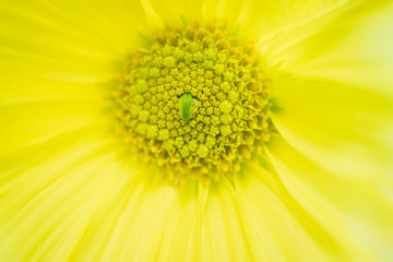 Macro Shot of a Yellow Flower