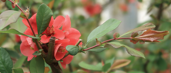 Red tree flowers on a branch 