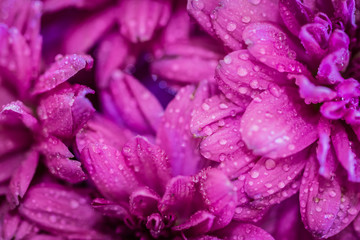 Full Frame of Pink Flowers with Water Droplets
