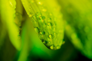 Macro Shot of a Green Leaf with Water Droplets