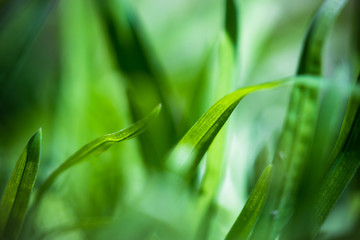 Fototapeta na wymiar Macro Shot of Green Grass