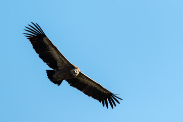 One griffon vulture flying in blue sky