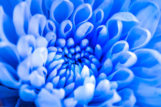 Fullframe Inside of a Blue Chrysanthemum
