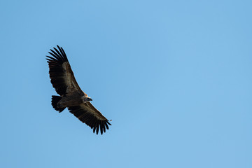 One griffon vulture flying in blue sky
