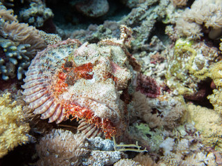 Obraz na płótnie Canvas A scorpionfish (scorpaena scrofa), an uggly fish perched on the seabed on the shores of Saudi Arabia in the Red Sea