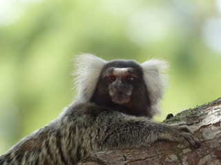 Sagui deitado