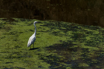 white heron