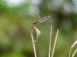 Libelula dragonfly