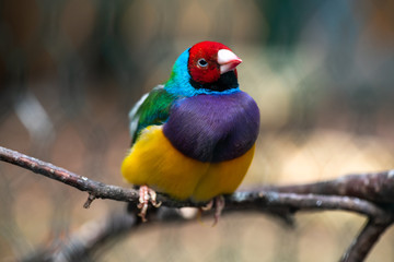 Gouldian rainbow finch bird close up nature birn 