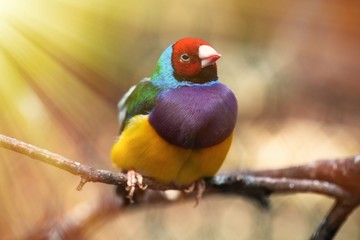 Gouldian rainbow finch bird close up nature birn 