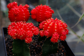 Red colored cacti plants in a greenhouse. Decorative small cacti in small pots.