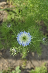 Beautiful blue flowers of black cumin on the flowerbed