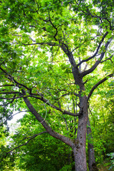Big oak tree in green summer forest