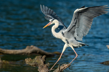 A Grey Heron landing on a wood in the water
