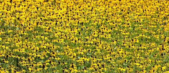 Many flowers of Rudbeckia hirta