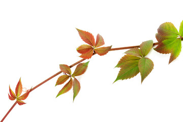Multicolor twig of grapes leaves