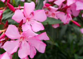 beautiful bouquet of small pink flowers on a bush.