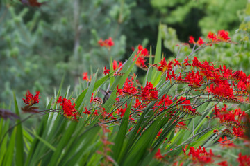 Hummingbirds 850_4188