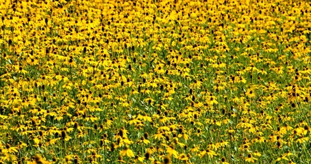 Many flowers of Rudbeckia hirta