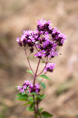 Beautiful wild oregano flowers in a summer meadow