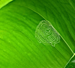 Green leaf invaded by pest insects.