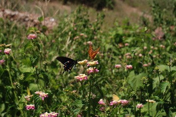 butterfly on flower