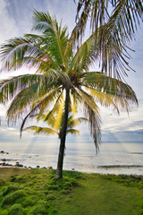 Coconut tree by the beach