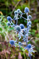 Eryngium (blue eryngo, flat sea holly) flower growing on meadow