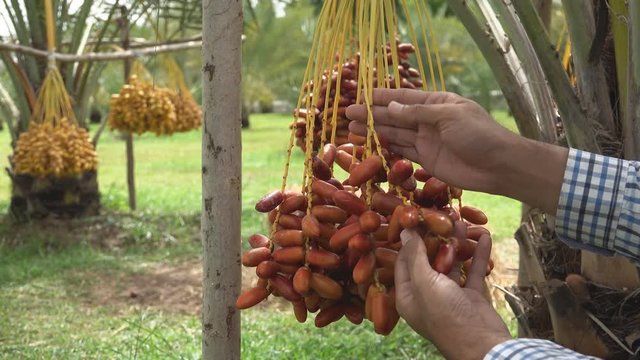 Date palm in Montenegro. Fruit on the palm tree, Close-up view of date palm