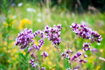 Beautiful wild oregano flowers in a summer meadow